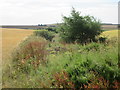 Overgrown ditch