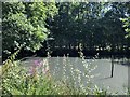 Pond at Oak Hall Park