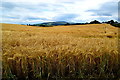 Barley, Milltown