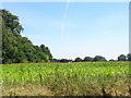 Maize field in Clumber Park