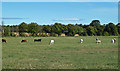 Rothills Farmland View