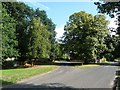 Lime tree at the junction of School Lane and Moss Lane