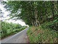 Road through Trees