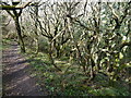 SX1899 : Path through woodland by Chris Gunns