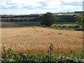 Wheat field below Rugley House