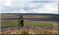 Moorland with lone tree