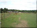 Grazing near the Leeds and Liverpool Canal