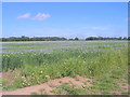 Field in Myland near Braiswick golf course