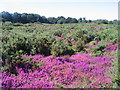 Tiptree heath & purple heather