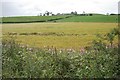 Ripening cereal crop