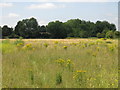 Field of ragwort by the River Ash