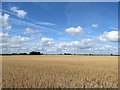 Field of oats off Potter Lane