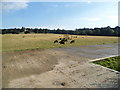 Sheep grazing at Holmbush Farm