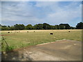 Sheep grazing at Holmbush Farm