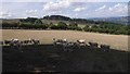 Sheep on Long Mountain