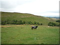 Grazing near Cold Weather House