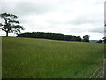 Grassland towards Gawber Plantation