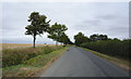 Tree-lined lane