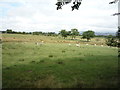 Sheep grazing near Pie Cross