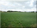 Grassland, Halton West