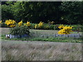 Sheep pens (spot the deer)