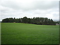 Grassland towards Old Close Plantation