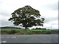 Lone tree in grassland