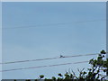 TQ7794 : Aircraft on the wires by Geographer