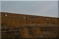 SS8403 : Mid Devon : Grassy Field & Sheep by Lewis Clarke
