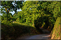 SS8503 : Mid Devon : Country Lane by Lewis Clarke