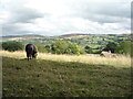 Grazing, Wood End Farm