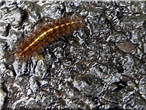 H3977 : Caterpillar, Glasmullagh by Kenneth  Allen