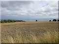 Wheat field above Lunan Bay