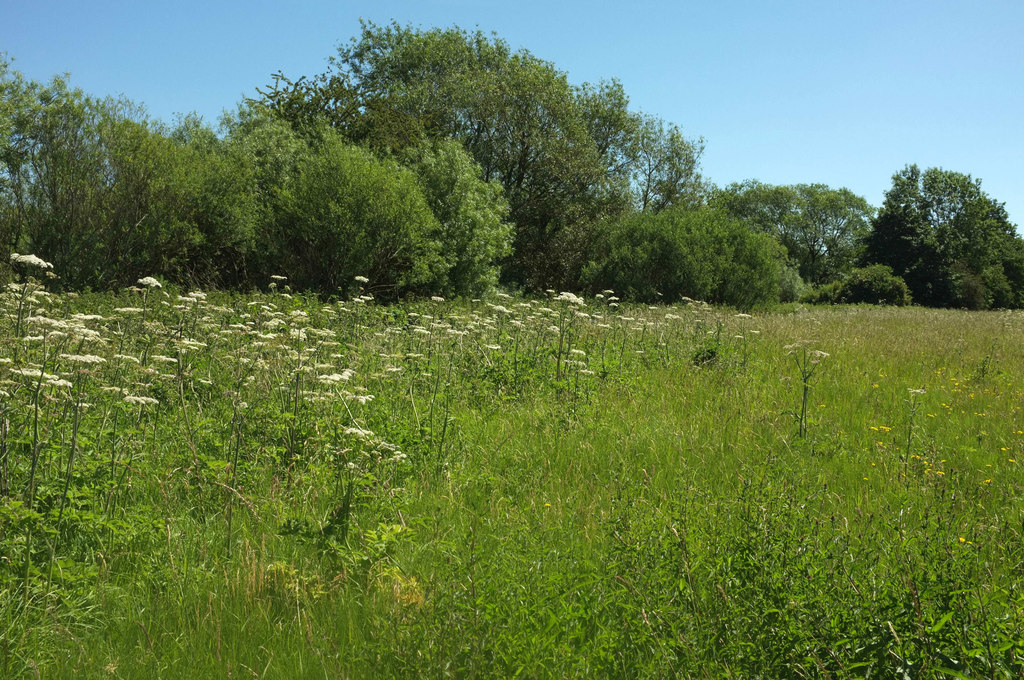 Ripon Loop Nature Reserve © Derek Harper :: Geograph Britain and Ireland