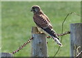 Kestrel near Windy Hill Farm