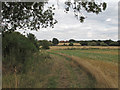 Public Footpath along Field Boundary, Writtle