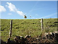 Grazing off West Road, Carleton-in-Craven