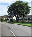 Trees and houses, Ridgeway, Lower Graig-y-rhacca