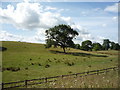 Grazing, Bentha Hill