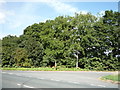 Trees beside the A59