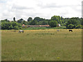 Fields between the River Thames and the Engine River