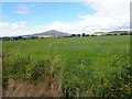 Grass crop on the north side of Morgans Lane