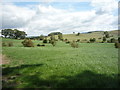 Grassland near Crickle Farm