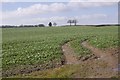 Oilseed rape, Hanwood