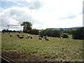 Cattle near Elslack Bridge