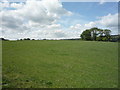 Grazing off Colne Road (A56)