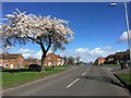 Spring in Patshull Avenue 2017