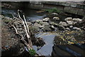 View of rocks and branches in the Ravensbourne from the footpath in Ladywell Fields