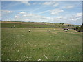 Sheep grazing near Moss Bar Farm