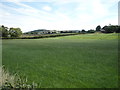 Grassland, High Malsis Farm